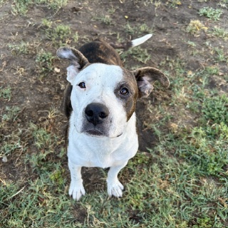 Nami, a Pit Bull Terrier, available for adoption