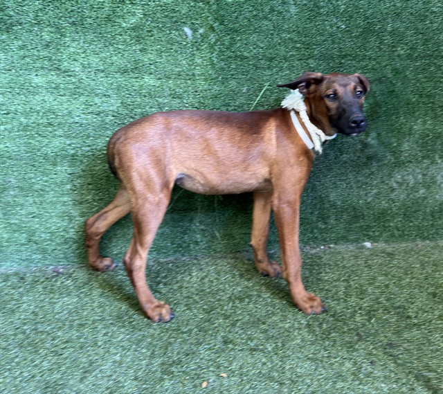 Adoptable pet photo