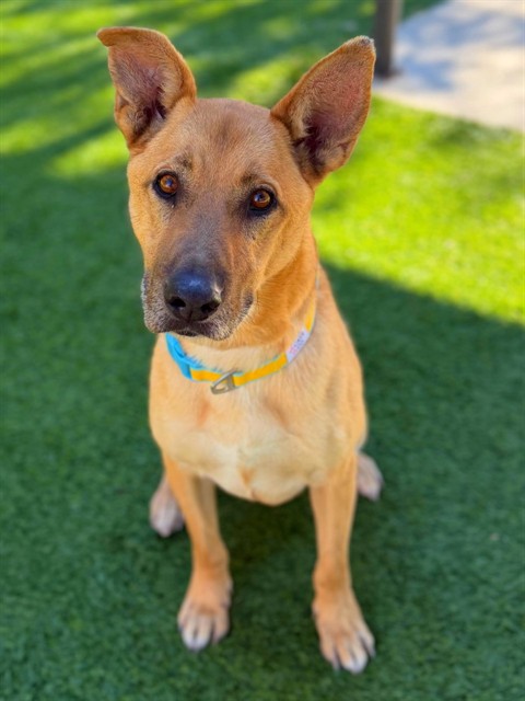 Adoptable pet photo