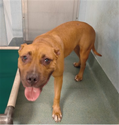 Adoptable pet photo