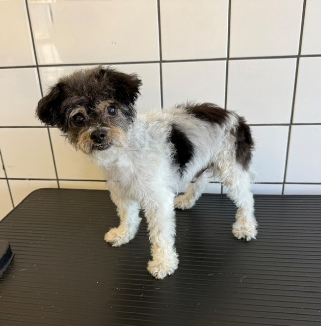 Oscar, a Poodle, available for adoption