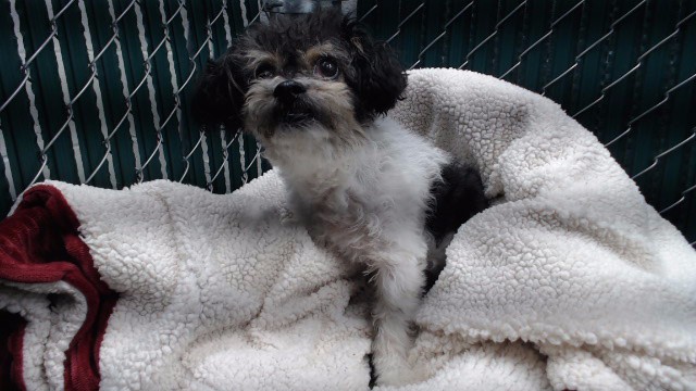 Adoptable pet photo