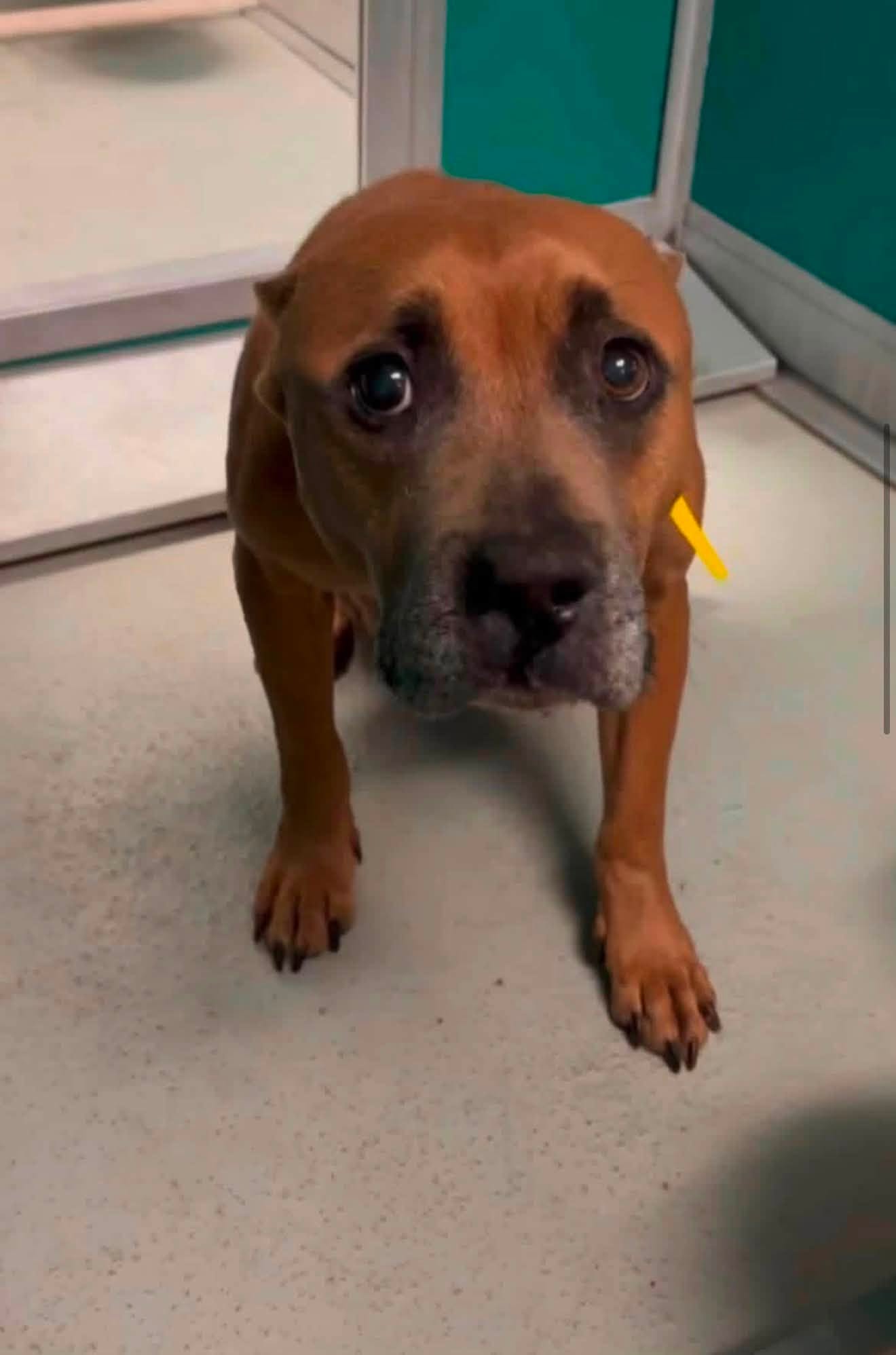 A479802, a Pit Bull Terrier (mix breed), available for adoption