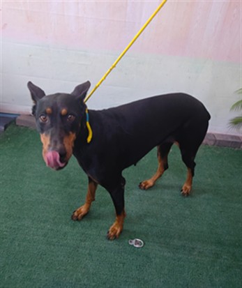 A5796090, a Doberman Pinscher, available for adoption