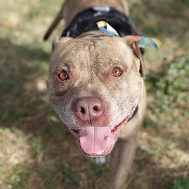 King, a Pit Bull Terrier (mix breed), available for adoption
