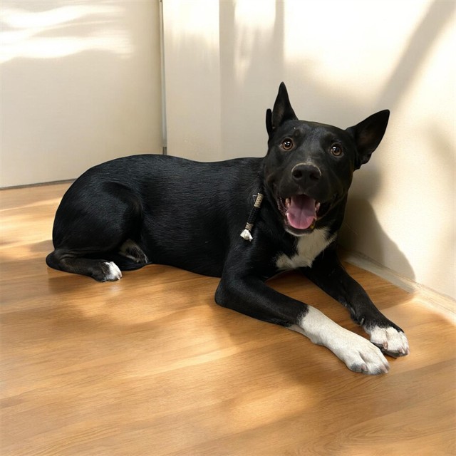 Goober, a German Shepherd, available for adoption