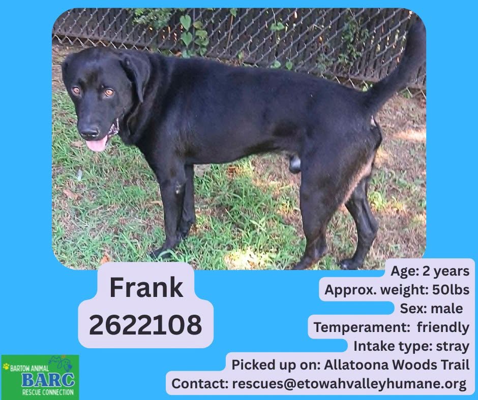 Frank, a Labrador Retriever, available for adoption