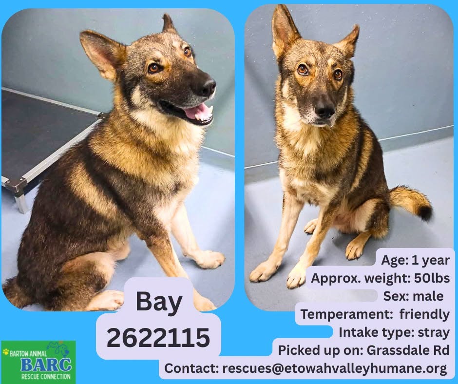 Bay, a German Shepherd, available for adoption