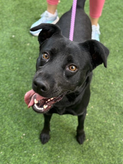Ximena, a Flat-coated Retriever, available for adoption