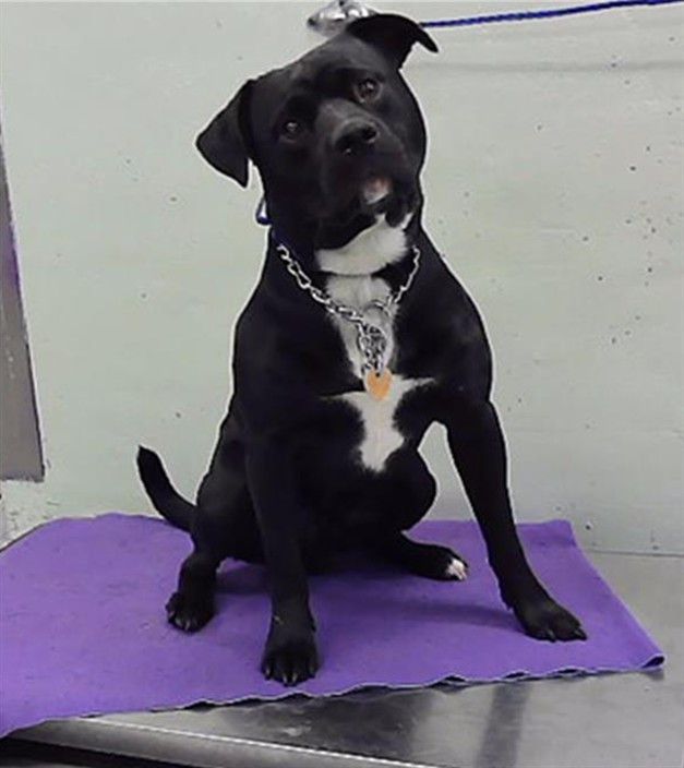 Pancho, a Staffordshire Bull Terrier (mix breed), available for adoption