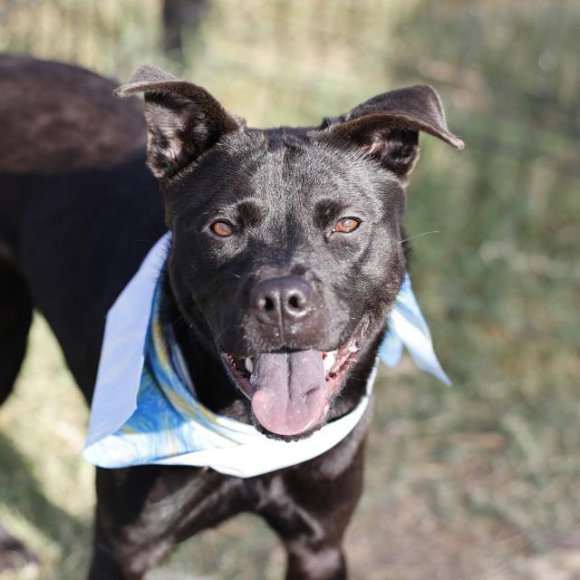 Kyle, a Pit Bull Terrier (mix breed), available for adoption