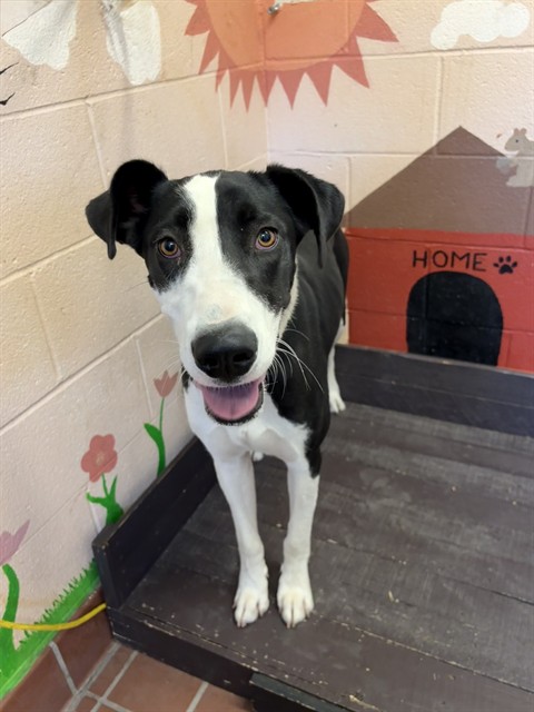 Luna, a Pit Bull Terrier, available for adoption