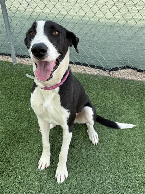 Luna, a Pit Bull Terrier, available for adoption