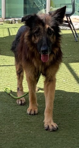 Larry, a German Shepherd, available for adoption