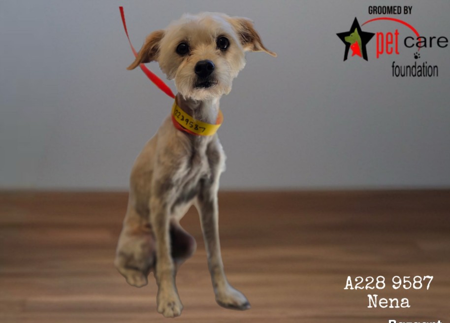 Nene, a Poodle (mix breed), available for adoption