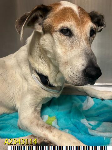 Genie, a Hound (mix breed), available for adoption