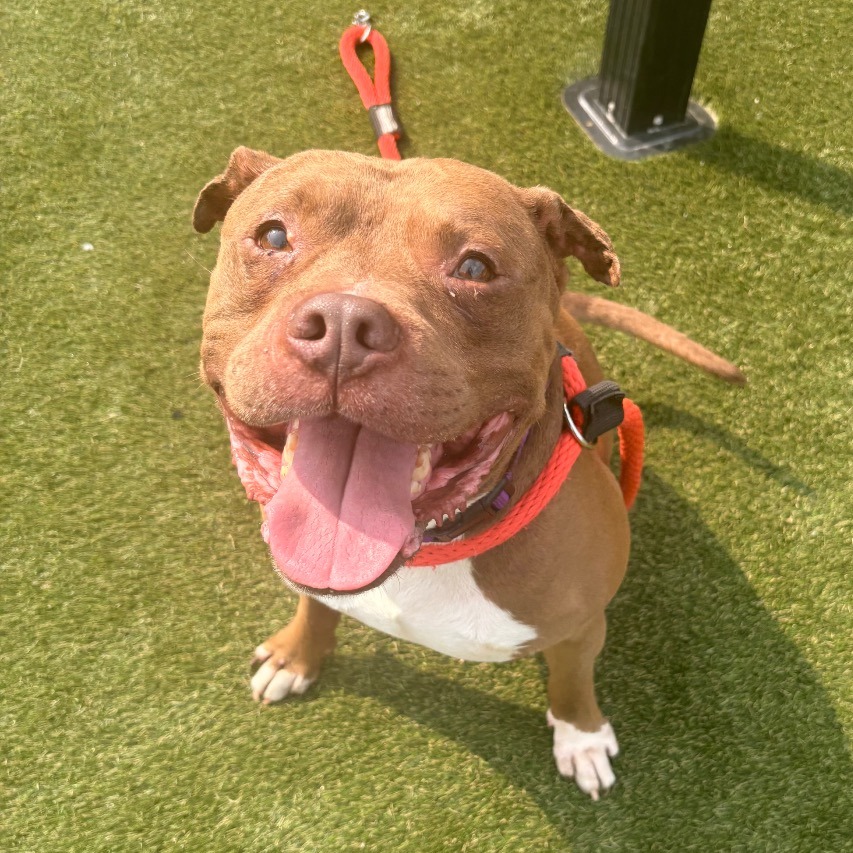 Rocky, a Pit Bull Terrier, available for adoption