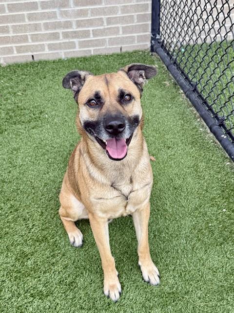 Joker, a American Staffordshire Terrier (mix breed), available for adoption