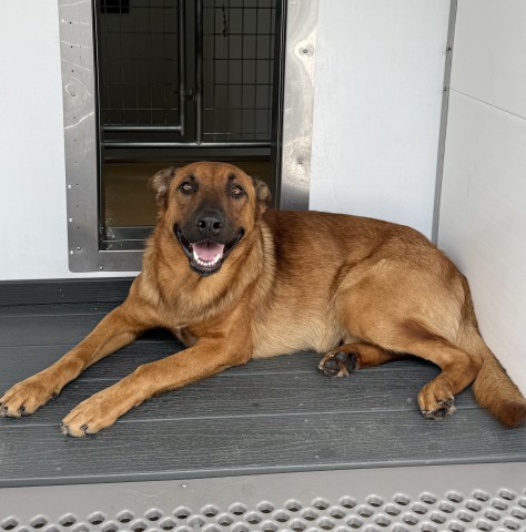 Drake, a German Shepherd (mix breed), available for adoption