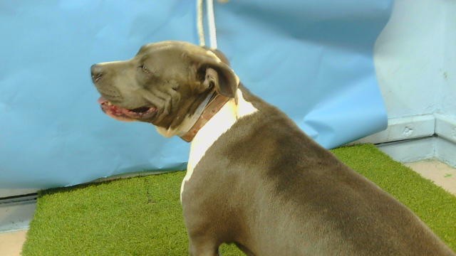 A5798502, a Bullmastiff, available for adoption