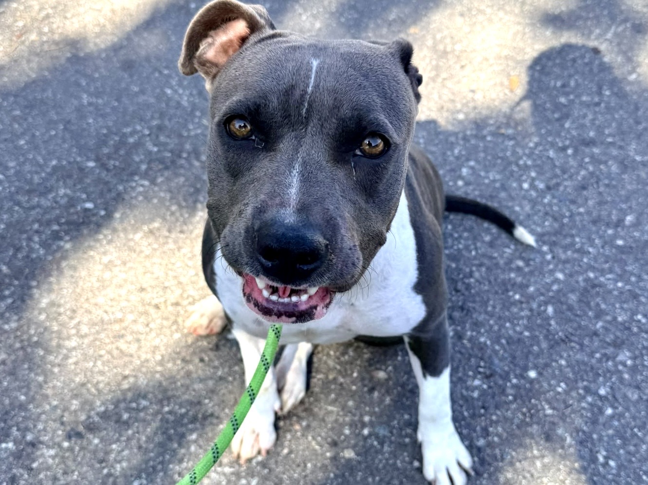 Gwen Stacy, a Bullmastiff, available for adoption