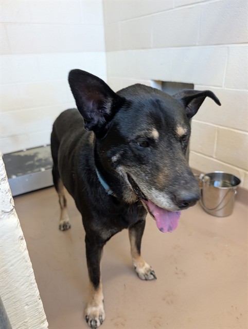 Mack, a Shepherd (mix breed), available for adoption