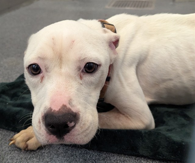 Marshy, a American Staffordshire Terrier (mix breed), available for adoption