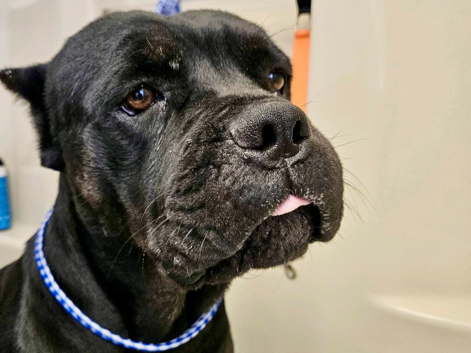 Zara, a Cane Corso Mastiff, available for adoption