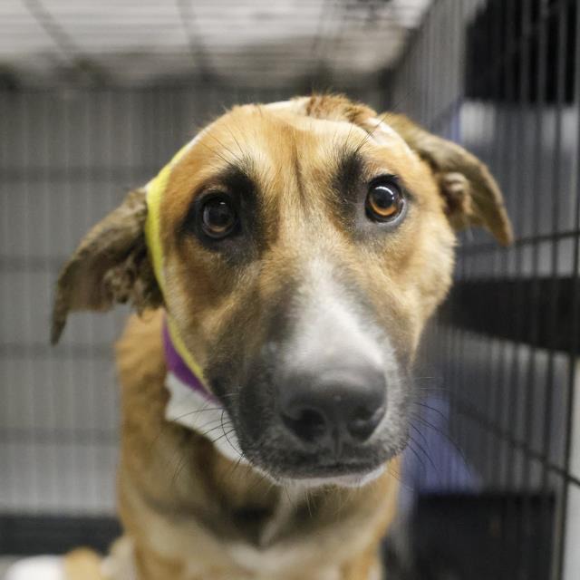 Micheal, a Shepherd (mix breed), available for adoption