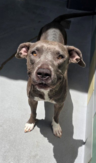 April, a Pit Bull Terrier (mix breed), available for adoption