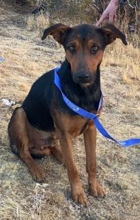Curtis, a Doberman Pinscher (mix breed), available for adoption