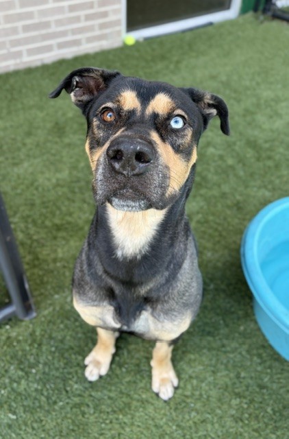 Baron Strudel, a American Staffordshire Terrier (mix breed), available for adoption