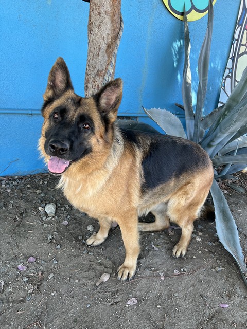 Julie, a German Shepherd, available for adoption