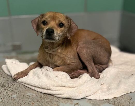 Marinero, a Lakeland Terrier (mix breed), available for adoption