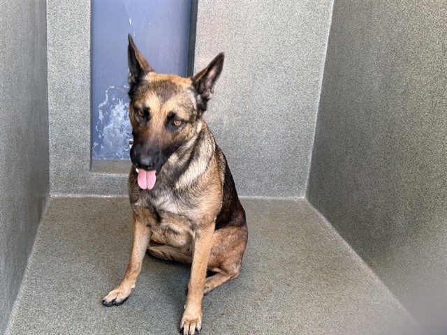 A5801202, a German Shepherd, available for adoption