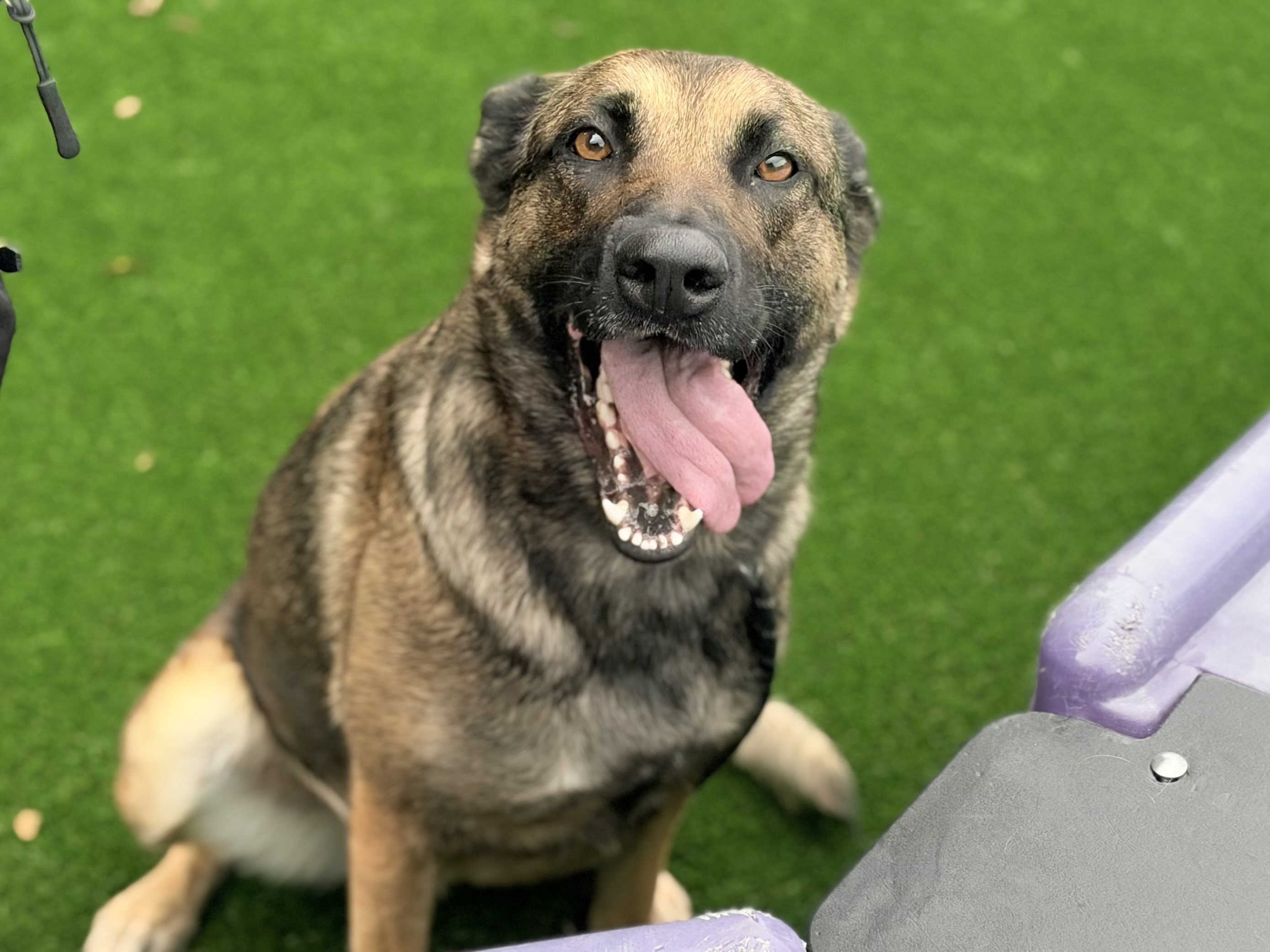 Sabrina, a German Shepherd, available for adoption