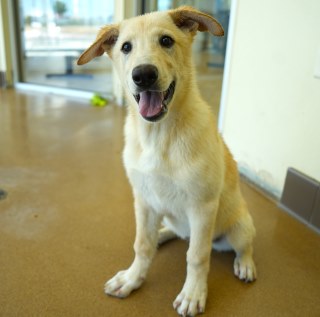 Lavender, a German Shepherd (mix breed), available for adoption