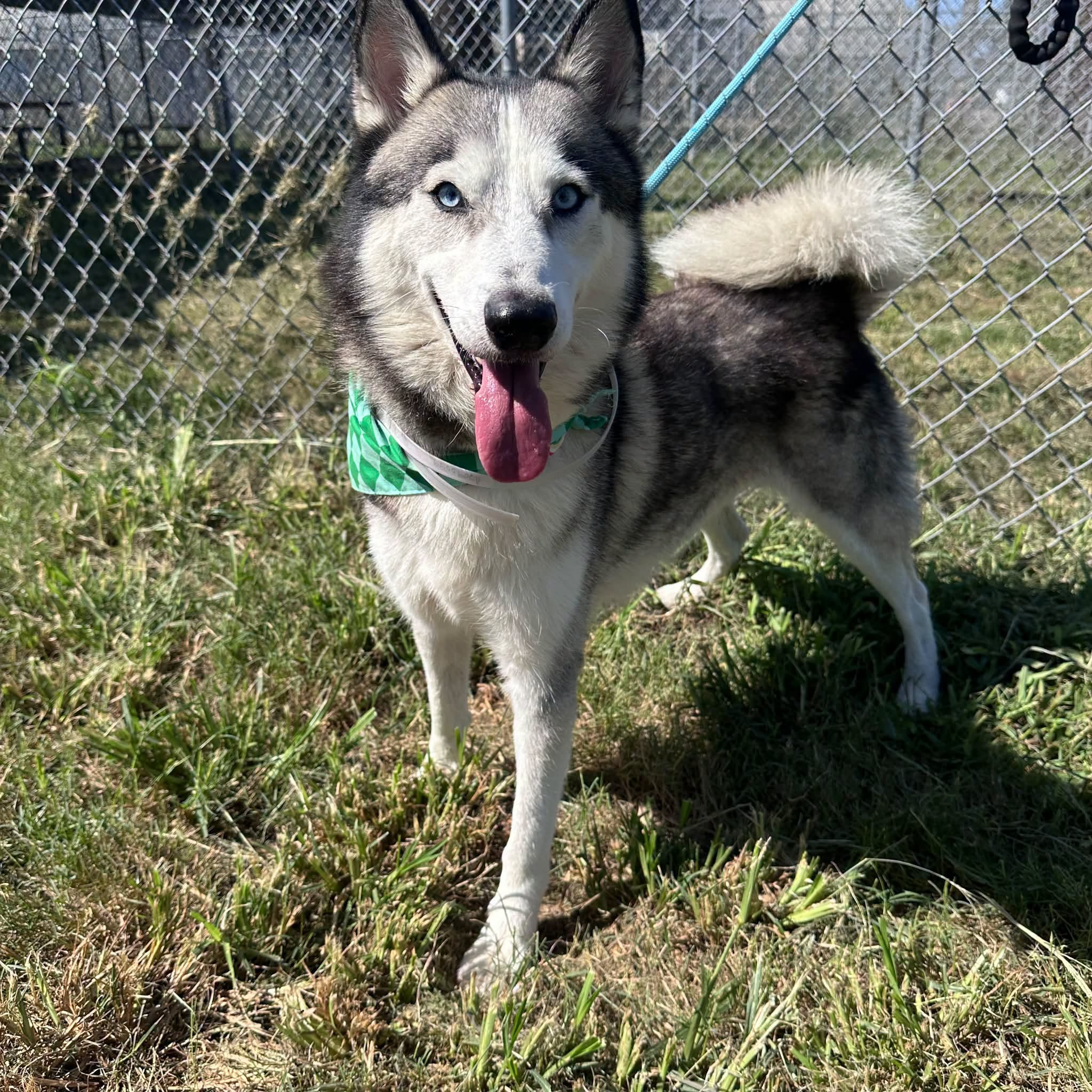 Rolo, a Siberian Husky (mix breed), available for adoption