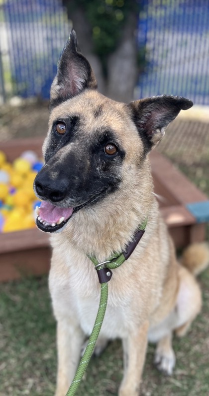 Rainbow, a German Shepherd, available for adoption