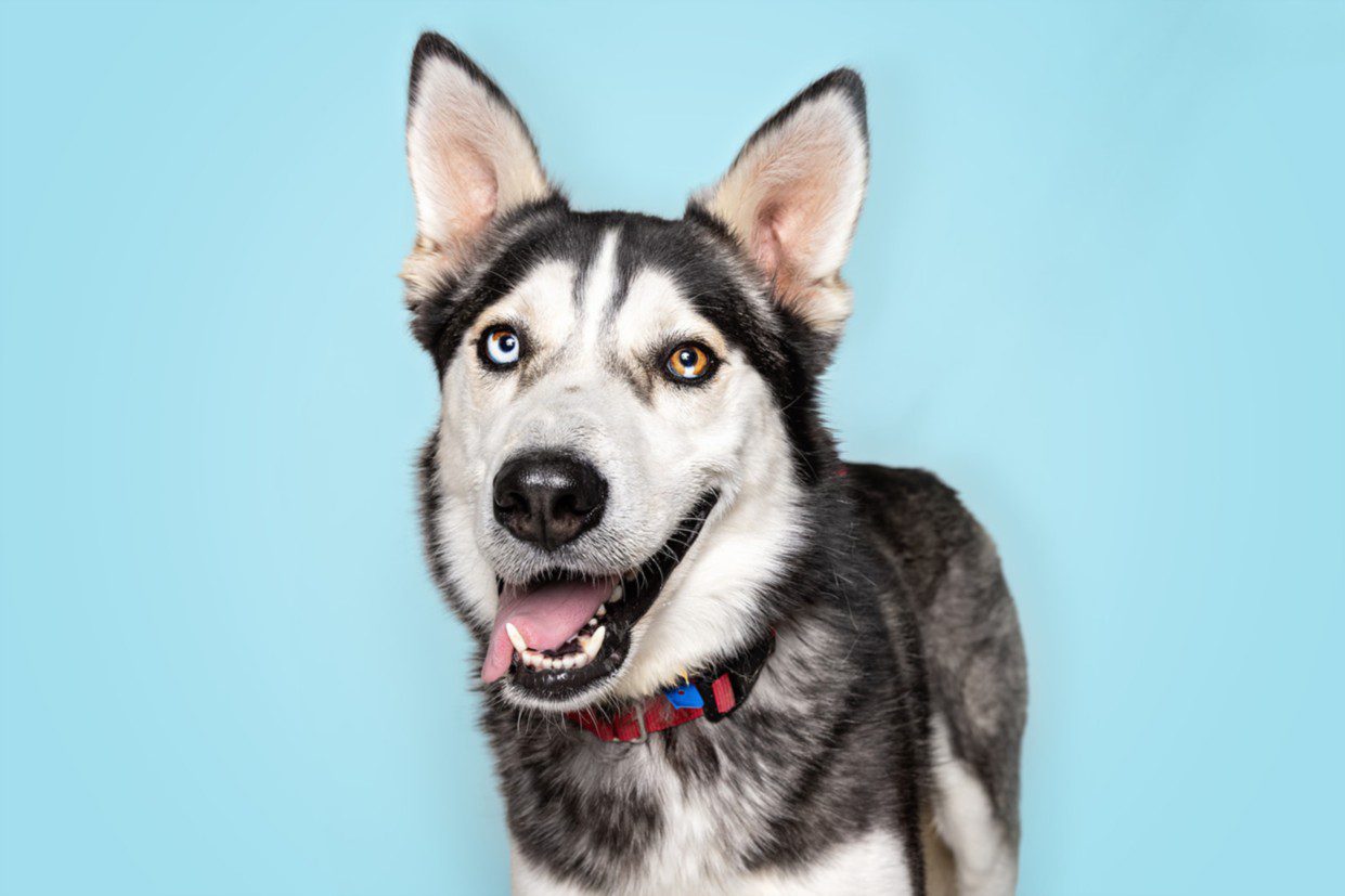 Jim Beam, a Siberian Husky, available for adoption