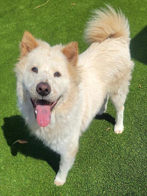 Lionel, a Chow Chow, available for adoption