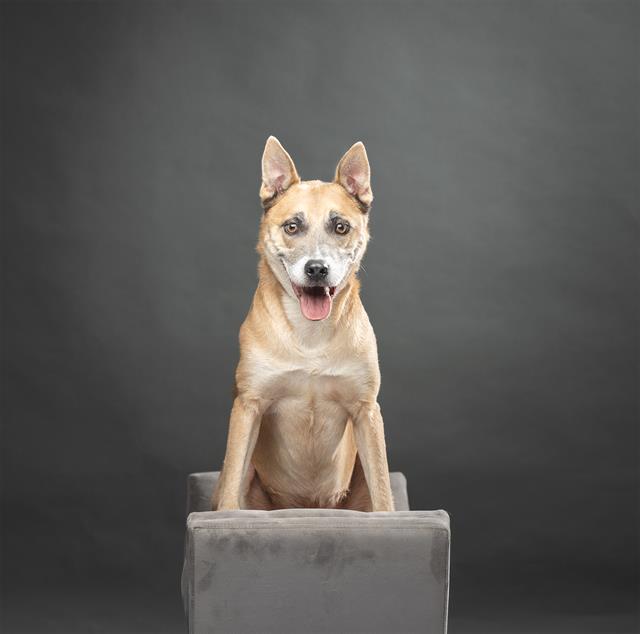 Zeus, a Terrier (mix breed), available for adoption