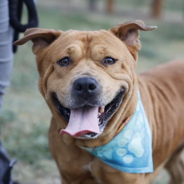 Syxx, a Mastiff (mix breed), available for adoption