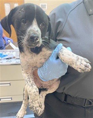 Vision, a Bluetick Coonhound (mix breed), available for adoption