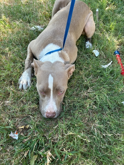 Lena, a Pit Bull Terrier, available for adoption