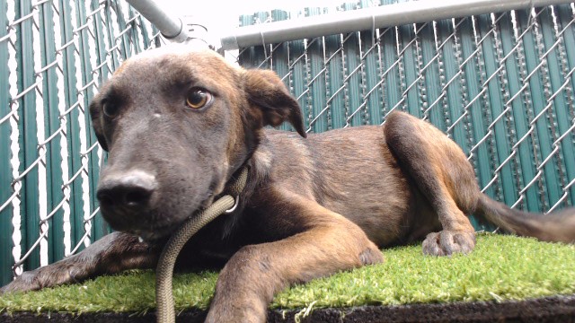 Raiden, a Pit Bull Terrier, available for adoption
