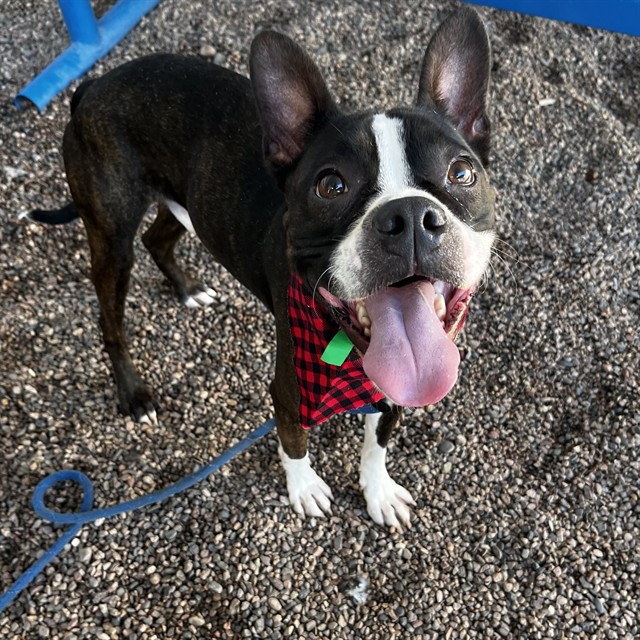 Mambo Five, a Boston Terrier (mix breed), available for adoption
