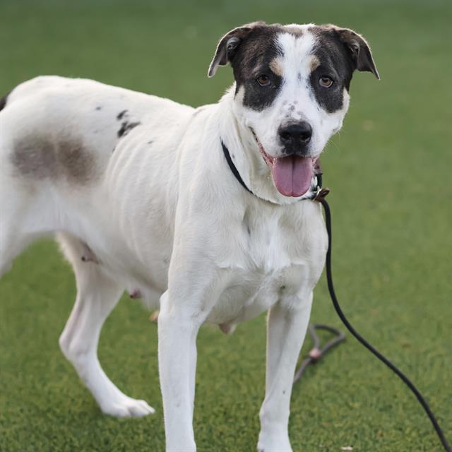 Donna, a Pit Bull Terrier, available for adoption