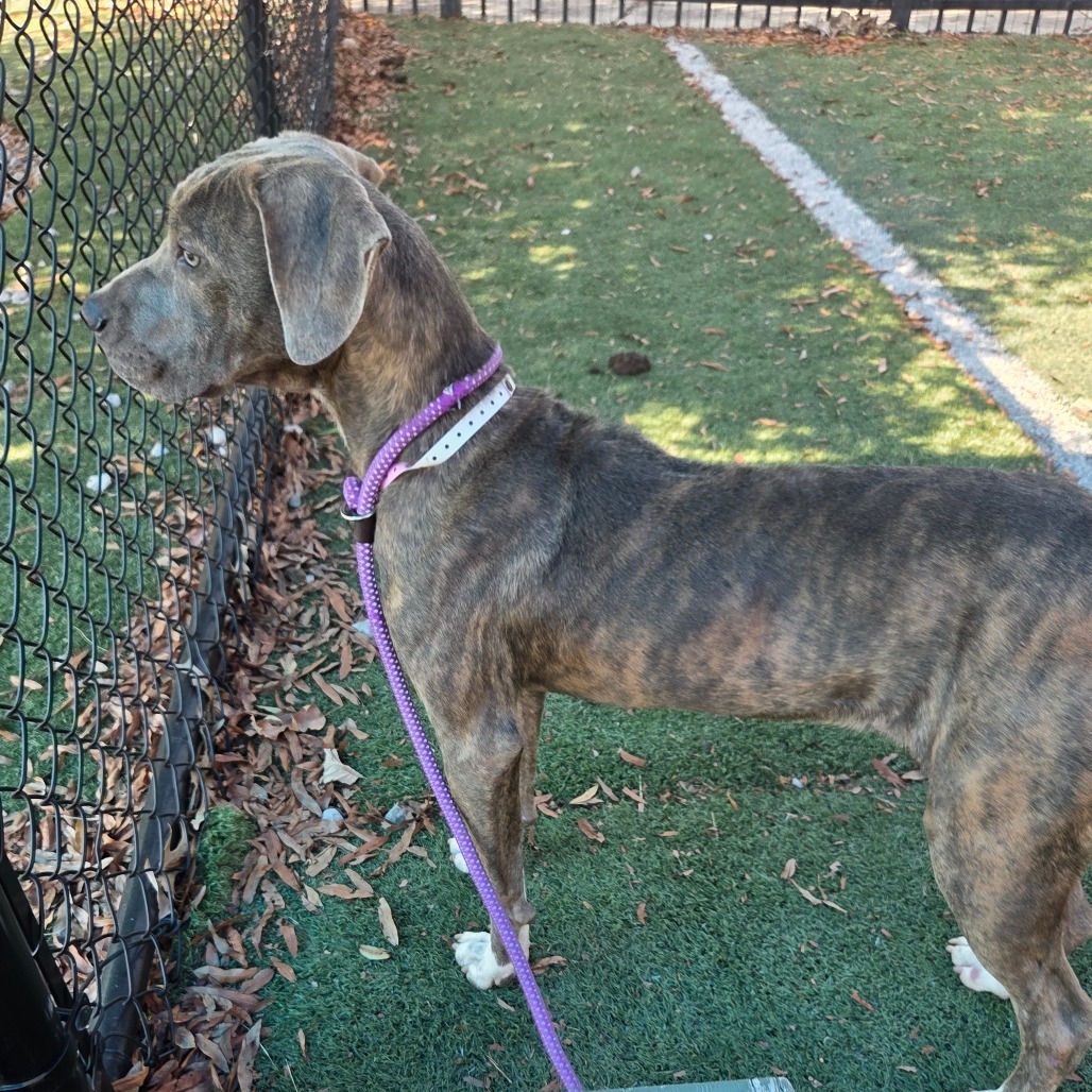 Other Photos of thie Dog