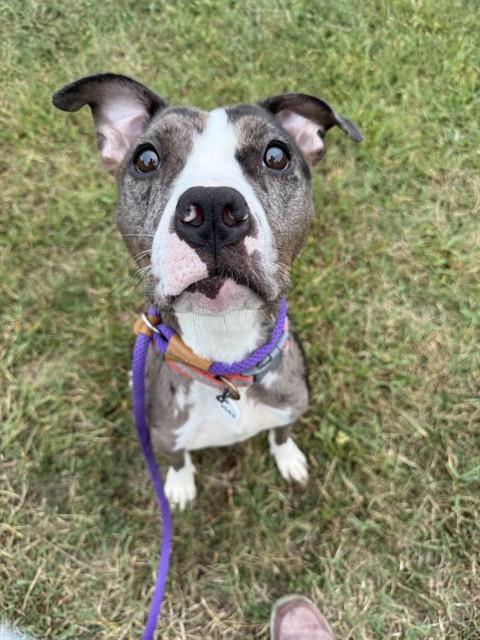 Jordan, a Pit Bull Terrier, available for adoption